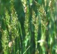 Grass