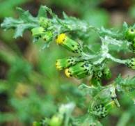 Groundsel