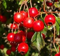 Hawthorn