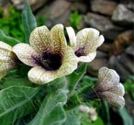 Henbane