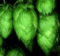 Hop