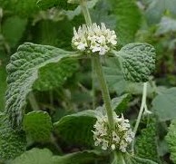 Horehound