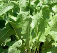 Horse Radish