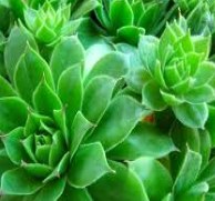 House Leek