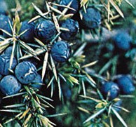 Juniper