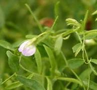 Lentil