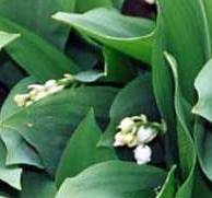 Lily of the Valley