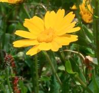 Marigold