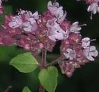 Marjoram - Sweet Marjoram