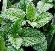 Mint