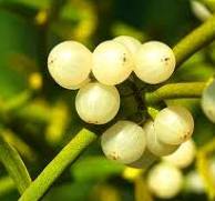 Mistletoe