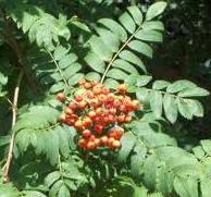 Mountain Ash (Rowan Tree)