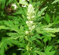 Mugwort
