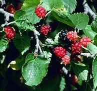 Mulberry