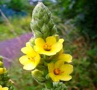 Mullein