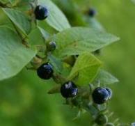 Deadly Nightshade - Belladonna