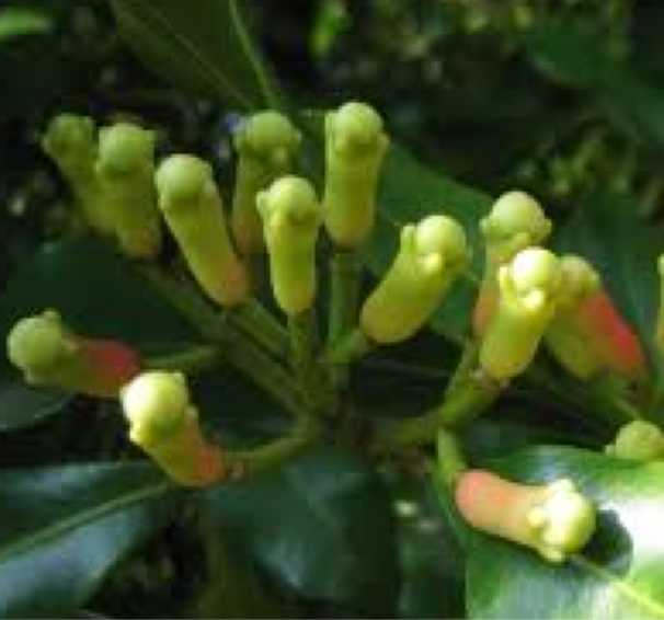 Cloves