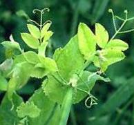Pea