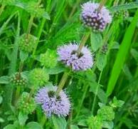 Pennyroyal
