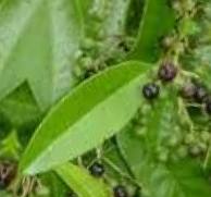 Pimento (Allspice)