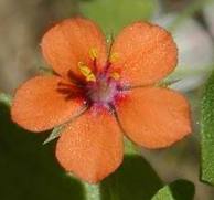 Pimpernel