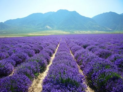 Young Living Lavender Farm