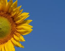 Governments clean energy cash back scheme
