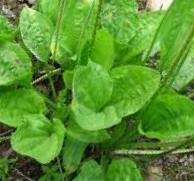 Plantain