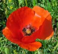 Poppy