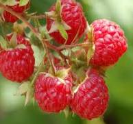 Raspberry