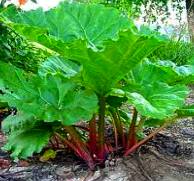 Rhubarb