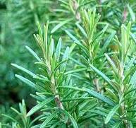 Rosemary