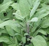 Sage