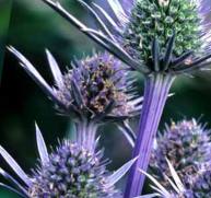 Sea Holly