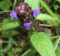 Selfheal