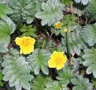 Silverweed