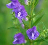 Skullcap