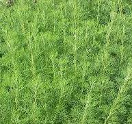Southernwood