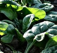 Spinach