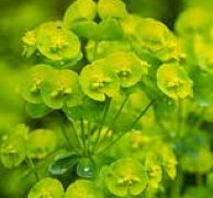 Spurge