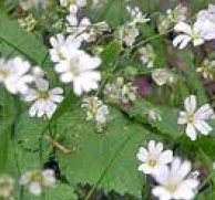 Stitchwort