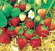Strawberry
