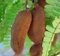 Tamarind