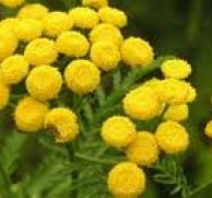 Tansy