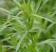 Tarragon