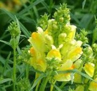 Toadflax