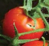 Tomato