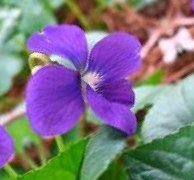 Violet