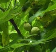Walnut