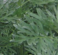 Wormwood